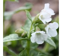 Primrose Pulmonaria Sissinghurst White Lungwort 9Cm Pot Perennial Plant