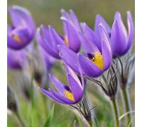 Primrose Pulsatilla Vulgaris Pasque Flower 9Cm Pot Alpine Perennial Plant