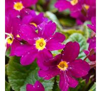 Primrose Purple Cheerful Violet Blooms 10.5Cm Pot 3 Pack