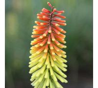 Primrose Red Hot Poker 2 Litre Pot Perennial Plant