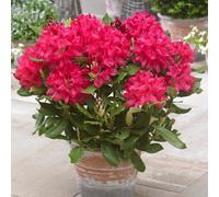 Primrose Rhododendron Nova Zembla Hybrid Rhododendron 12 Litre Pot 60 - 80Cm Tall Shrub Plant