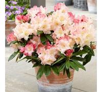 Primrose Rhododendron Wiseman Yakushimanum Rhododendron 2 Litre Pot Shrub Plant