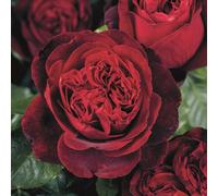 Primrose Rosa Admiral Hybrid Tea Bush Rose 4 Litre Pot Rose Bush