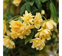Primrose Rosa Banksiae Lutea Banksian Rambler Rose 2 Litre Pot Rose Bush