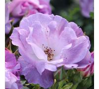 Primrose Rosa Blue For You Floribunda Bush Rose 4 Litre Pot Rose Bush
