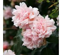 Primrose Rosa Cornelia Hybrid Musk Rose 4 Litre Pot Rose Bush