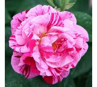 Primrose Rosa Ferdinand Pichard Hybrid Perpetual Rose 4 Litre Pot Rose Bush