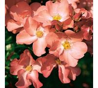 Primrose Rosa Flower Carpet Coral Ground Cover Rose 4 Litre Pot Rose Bush