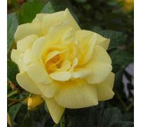 Primrose Rosa Flower Carpet Gold Ground Cover Rose 4 Litre Pot Rose Bush