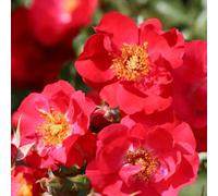 Primrose Rosa Flower Carpet Sunset Ground Cover Rose 4 Litre Pot Rose Bush