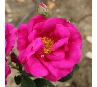 Primrose Rosa Gallica Officinalis Apothecarys Shrub Rose 4 Litre Pot Rose Bush