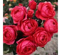 Primrose Rosa Gartenprinzessin Marie-José Floribunda Bush Rose 4 Litre Pot Rose Bush