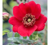 Primrose Rosa Geranium Shrub Rose 4 Litre Pot Rose Bush