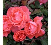 Primrose Rosa Happy Anniversary Floribunda Bush Rose 4 Litre Pot Rose Bush