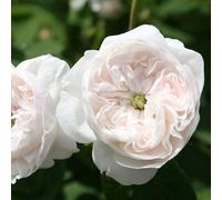 Primrose Rosa Madame Hardy Shrub Rose 4 Litre Pot Rose Bush