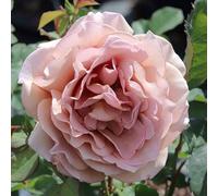 Primrose Rosa Mokarosa Floribunda Bush Rose 4 Litre Pot Rose Bush