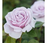 Primrose Rosa Pacific Blue Hybrid Tea Rose 4 Litre Pot Rose Bush