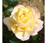 Primrose Rosa Peace Hybrid Tea 4 Litre Pot Rose Bush