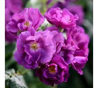 Primrose Rosa Rhapsody In Blue Floribunda Bush Rose 4 Litre Pot Rose Bush