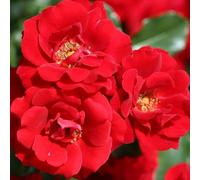Primrose Rosa Ruby Anniversary Patio Rose 4 Litre Pot Rose Bush
