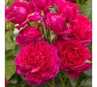 Primrose Rosa Soul Modern Shrub Rose 4 Litre Pot Rose Bush