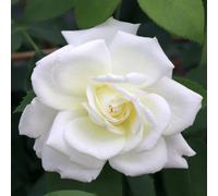 Primrose Rosa Sugar Moon Hybrid Tea Rose 4 Litre Pot Rose Bush
