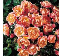 Primrose Rosa Thank You Patio Rose 4 Litre Pot Rose Bush