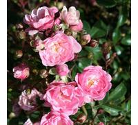 Primrose Rosa The Fairy Polyantha Shrub Rose 4 Litre Pot Rose Bush