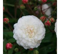 Primrose Rosa White Pet Shrub Rose 4 Litre Pot Rose Bush