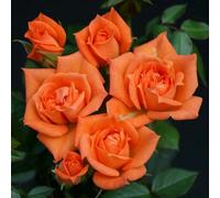 Primrose Rosa Wildfire Patio Rose 4 Litre Pot Rose Bush