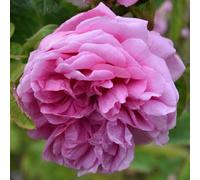 Primrose Rosa X Centifolia Cristata Shrub Rose Chapeau De Napoleon 4 Litre Pot Rose Bush