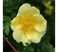 Primrose Rosa Xanthina Canary Bird Shrub Rose 4 Litre Pot Rose Bush