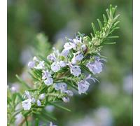 Primrose Rosemary Herb Plant Rosmarinus Officinalis 9Cm Pot