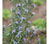 Primrose Rosemary Miss Jessopps Upright Herb Plant 9Cm Pot