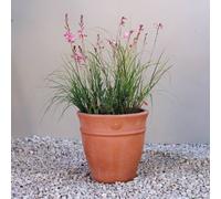 Primrose Round Terracotta Flower Design Plant Pot Planter 27cm in Red Primrose Red