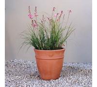 Primrose Round Terracotta Flower Design Pot 27Cm