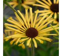 Primrose Rudbeckia Subtomentosa Henry Eilers Coneflower 9Cm Pot Perennial Plant