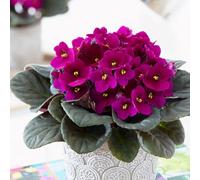 Primrose Saintpaulia Red African Violet 12Cm Pot 15Cm Tall Flowering House Plants