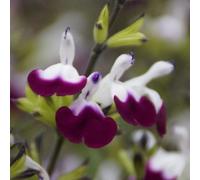 Primrose Salvia Amethyst Lips Salvia 9Cm Pot Perennial Plant