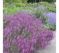 Primrose Salvia Nemorosa Amethyst Balkan Clary 9Cm Pot Perennial Plant