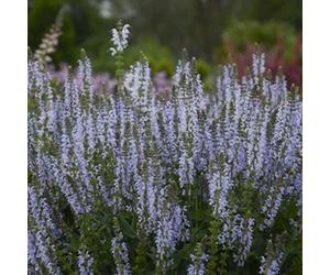 Primrose Salvia Nemorosa Crystal Blue Balkan Clary 9Cm Pot Perennial Plant