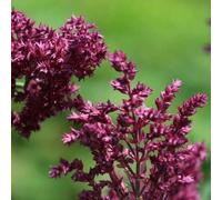 Primrose Salvia Nemorosa Schwellenburg Meadow Sage 9Cm Pot Perennial Plant