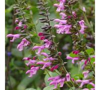 Primrose Salvia Pink Amistad Sage 9Cm Pot Perennial Plant
