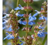 Primrose Salvia Uliginosa African Skies Bog Sage 9Cm Pot Perennial Plant
