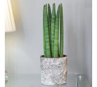 Primrose Sansevieria Cylindrica Straight Snake Plant 12Cm Pot 40Cm Tall Foliage House Plants