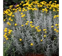 Primrose Santolina Chamaecyparissus Cotton Lavender 9Cm Pot Shrub Plant