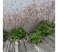 Primrose Saxifraga X Urbium London Pride 9Cm Pot Perennial Plant