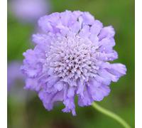 Primrose Scabiosa Butterfly Blue Pincushion Flower 9Cm Pot Perennial Plant