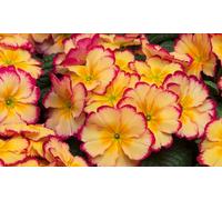 Primrose Scentsation Rhubarb and Custard 24 Plants