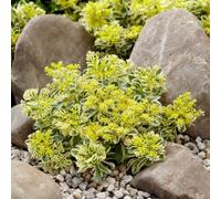Primrose Sedum Takesimense Atlantis 9Cm Pot Perennial Plant